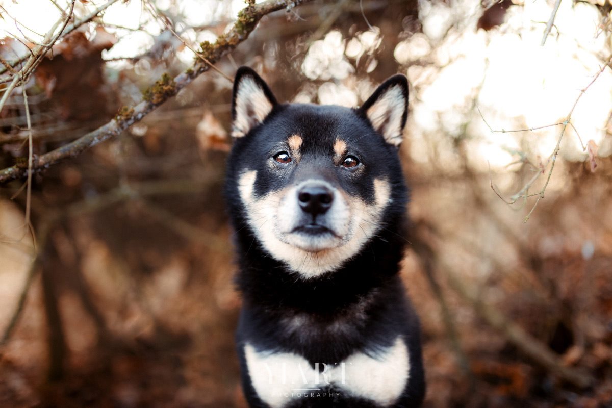 Shiba Inu Portrait
