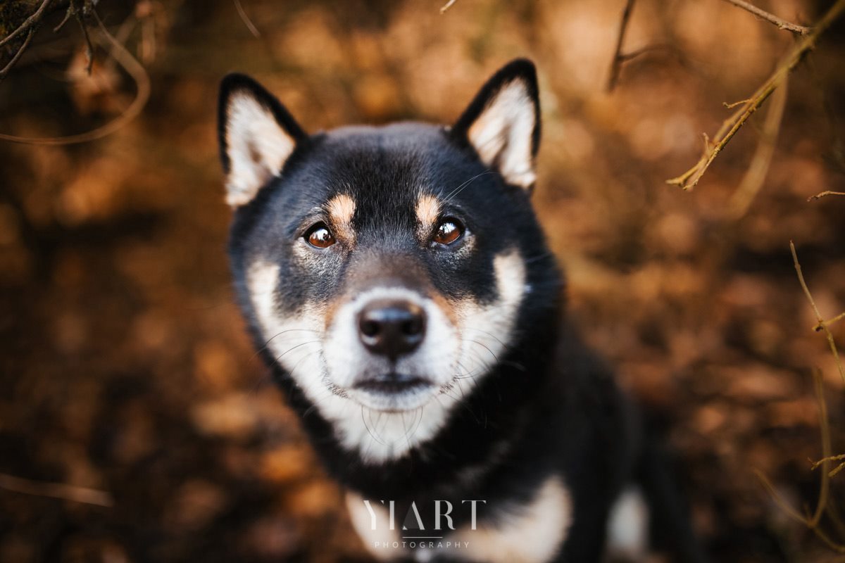 Shiba Inu Portrait