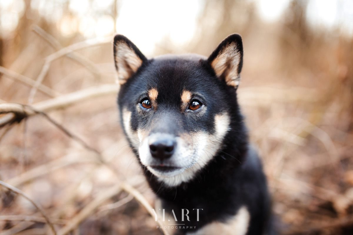 Shiba Inu Portrait