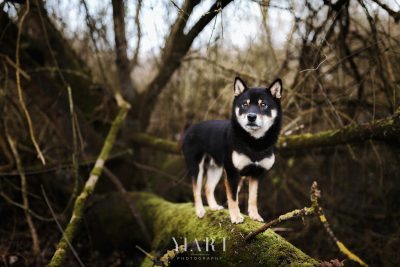 Shiba Inu im Superheldenkostüm: Ino