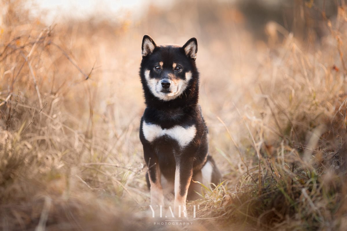 Shiba Inu Portrait