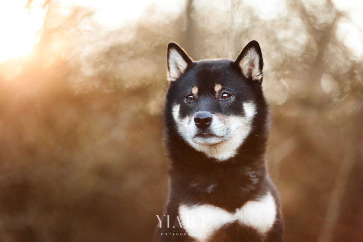 Shiba Inu Portrait