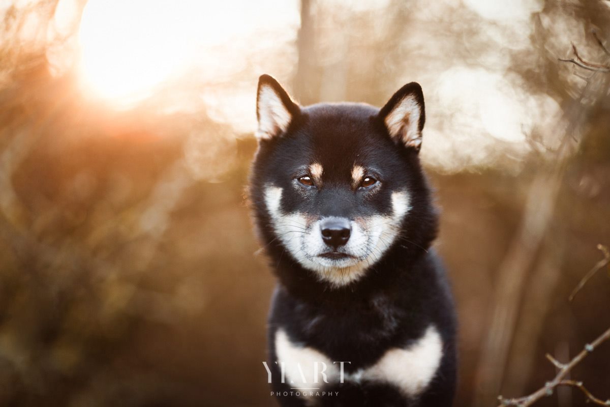 Shiba Inu Portrait