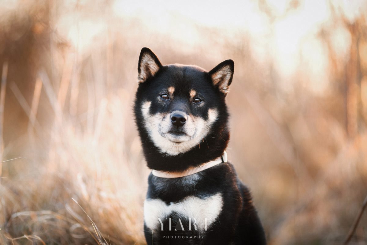 Shiba Inu Portrait