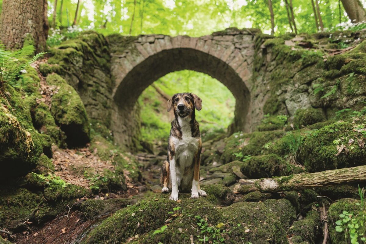 Tierschutzhund Rina, ein Hütehund-Mix, vor einer alten Steinbrücke im Main-Spessart – Wü-Dogs Kalenderfoto