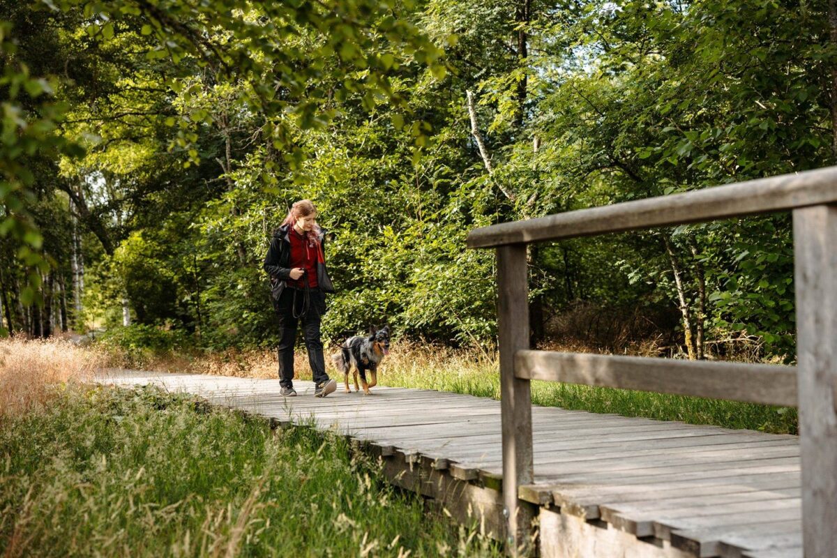 Wanderung mit Hund im Schwarzen Moor in der Rhön