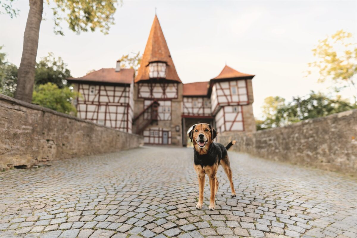 Tierschutzhund Mister Miller vom Tierheim Würzburg steht vor dem historischen Rödelseer Tor in Iphofen - Foto aus dem Wü-Dogs Kalender 2026