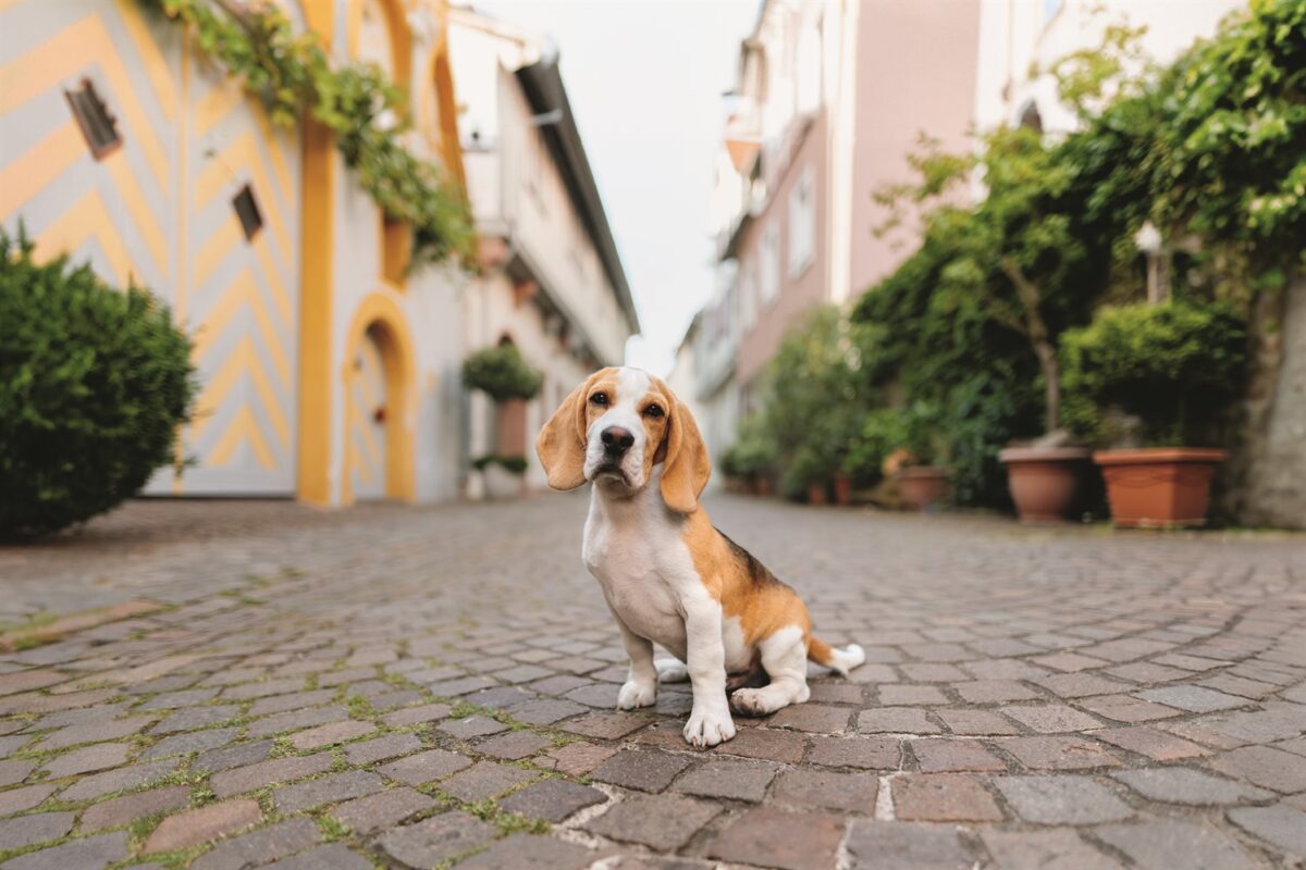 Beagle Welpe Benni sitzt auf dem Kopfsteinpflaster in Karlstadt - Hundefoto aus dem Wü-Dogs Kalender 2026