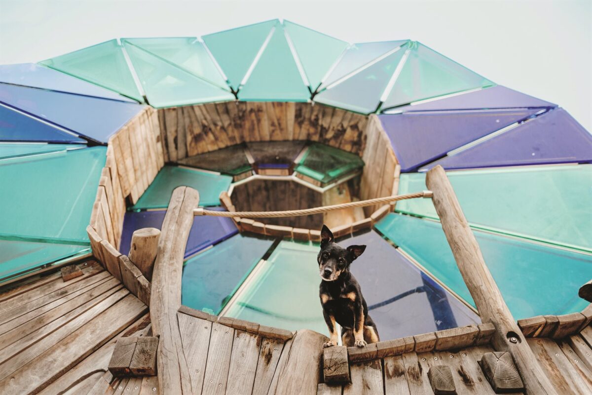 Tierschutzhund Karlo steht auf einer bunten Skulptur am ehemaligen Landesgartenschaugelände in Würzburg - Foto aus dem Wü-Dogs Kalender 2026