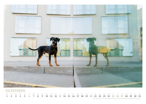 Deutscher Pinscher Apollo am Hauptzollamt Schweinfurt