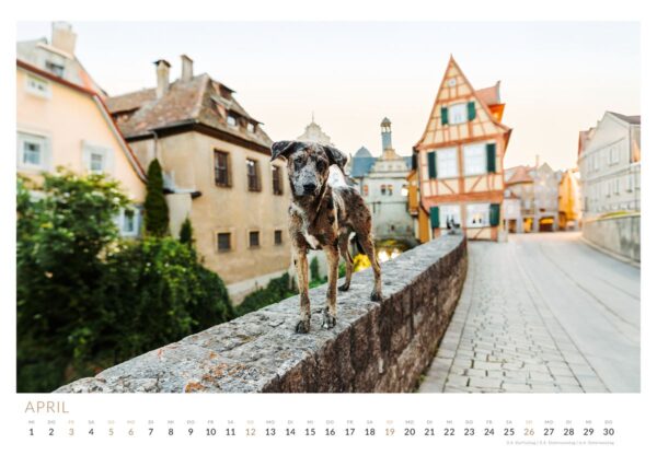Altdeutscher Hütehund Mix Calimero zwischen den Fachwerkgassen von Marktbreit