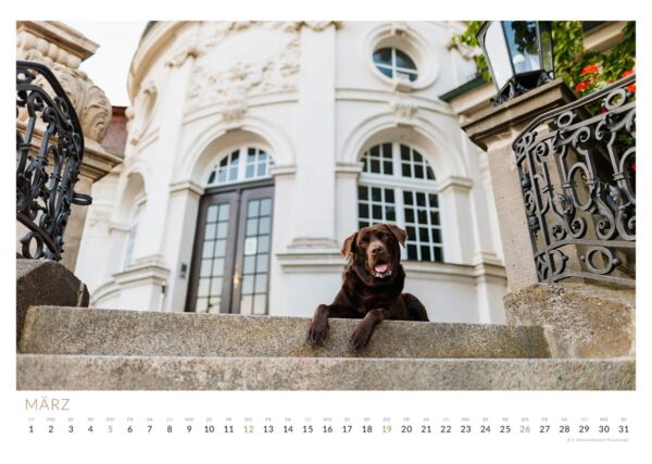 Labradorhündin Lucy vor dem historischen Luitpoldbau in Kitzingen im Herzen der Stadt