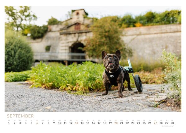 Französische Bulldogge Mia am Zeller Tor in Würzburg