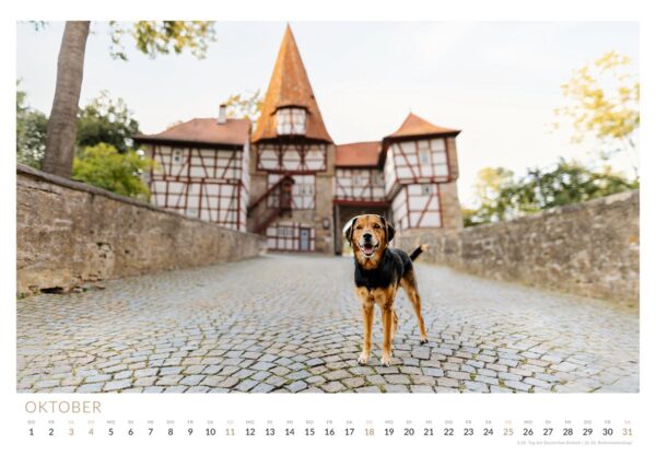 Tierschutzhund Mister Miller am Rödelseer Tor in Iphofen