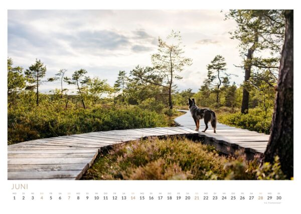 Altdeutscher Hütehund Mix Nala in der herbstlichen Rhön   Die Rhön mit Hund entdecken