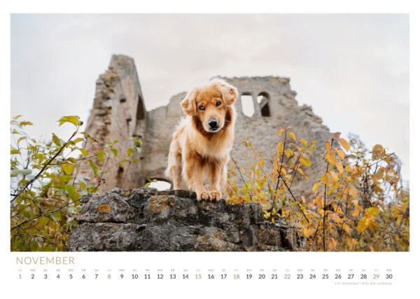 Husky Goldenretriever Mix Simba an der Burgruine Homburg bei Gössenheim