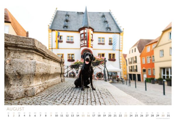 Labrador Khal vor dem Rathaus Volkach