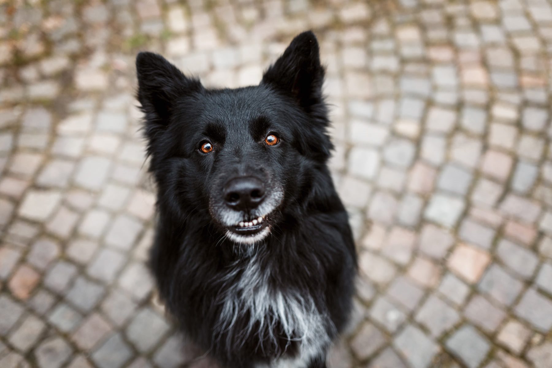 Schäferhund Portrait lachend Würzburg Hundefotograf Tierfotograf Haustierfotografie Fotograf