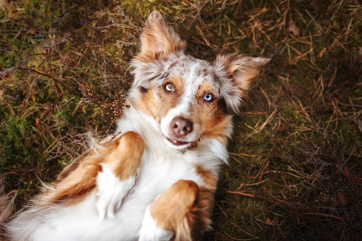 Würzburg Hundefotograf Tierfotograf Haustierfotografie Fotograf Australian Shepherd Portrait